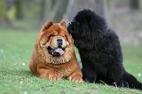 CHOW CHOW 739
